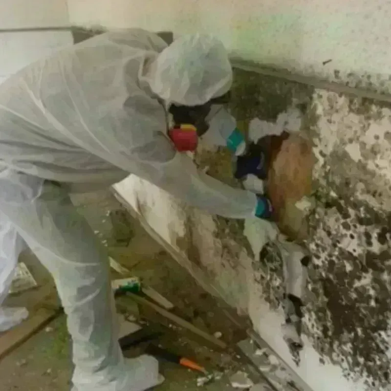 Mold Remediation and Removal in Centreville, MI